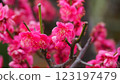 Plum blossoms telling the arrival of spring 123197479