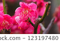 Bright pink plum blossom 123197480