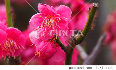 明亮的粉紅色梅花 明亮的粉紅色梅花 123197480