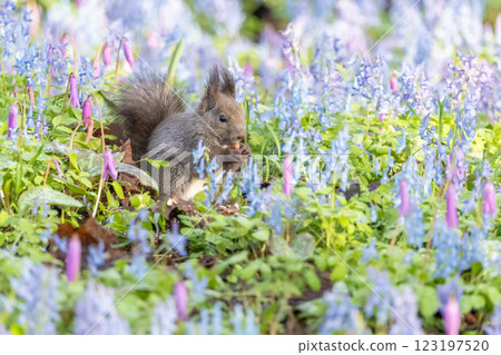 A Hokkaido squirrel posing in a flower field 123197520