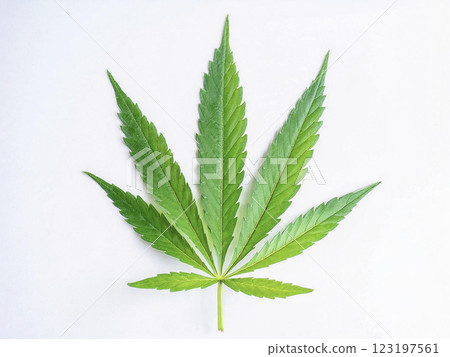 Hemp leaves 123197561