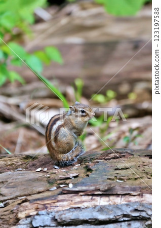 野生蝦夷花栗鼠 野生蝦夷花栗鼠 123197588