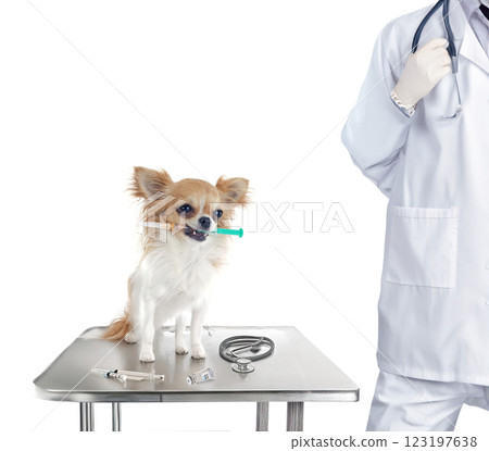 chihuahua and syringe 123197638