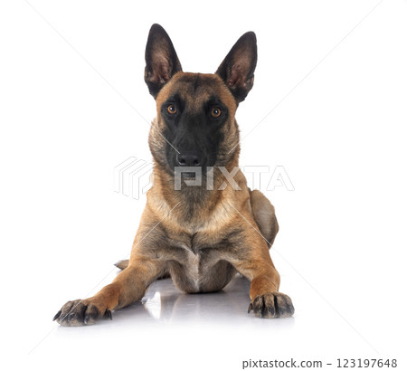 malinois in studio 123197648