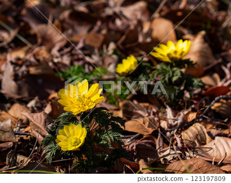 宣布春天到來的阿穆爾人阿多尼斯 宣布春天到來的阿穆爾人阿多尼斯 123197809