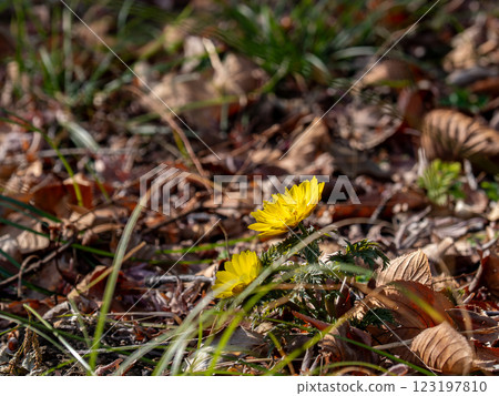 Amur adonis that announces the arrival of spring Amur adonis that announces the arrival of spring 123197810