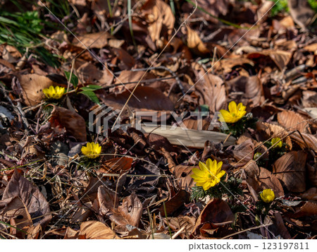 Amur adonis that announces the arrival of spring Amur adonis that announces the arrival of spring 123197811
