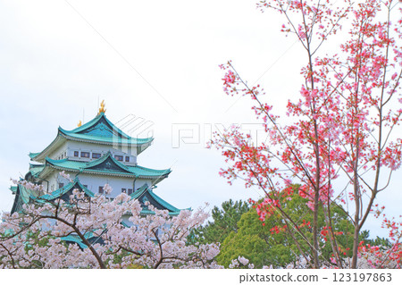愛知縣名古屋市櫻花盛開和名古屋城的景色 123197863