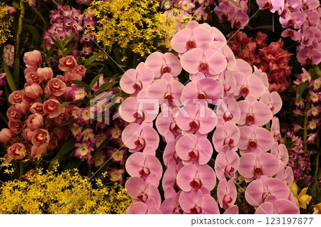"World Orchid Exhibition" A wide variety of colorful orchids "World Orchid Exhibition" A wide variety of colorful orchids 123197877
