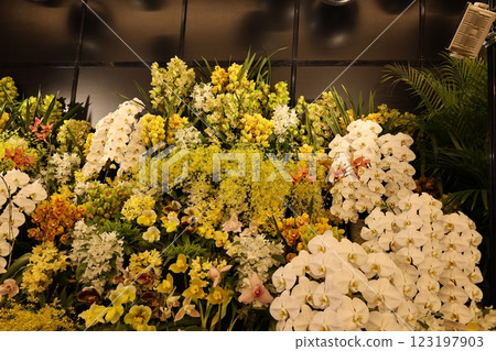 「世界蘭花展」品種繁多、色彩繽紛的蘭花 123197903