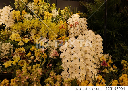 「世界蘭花展」品種繁多、色彩繽紛的蘭花 123197904