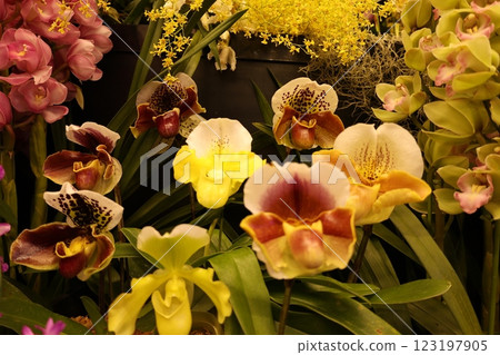 "World Orchid Exhibition" A wide variety of colorful orchids 123197905