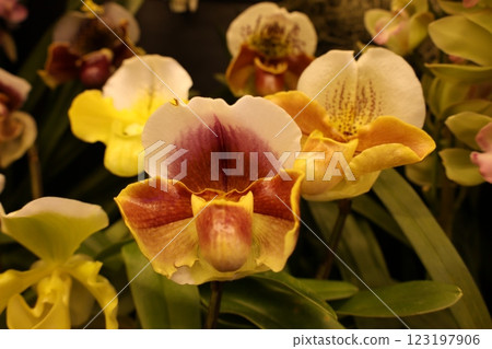 "World Orchid Exhibition" A wide variety of colorful orchids 123197906
