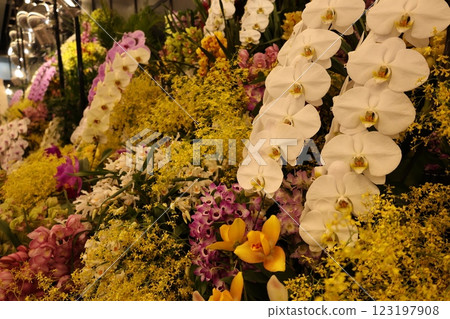 "World Orchid Exhibition" A wide variety of colorful orchids 123197908