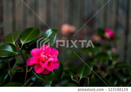 Vibrant pink Japanese camellia flower blossom amid dark green foliage in quiet garden 123198129