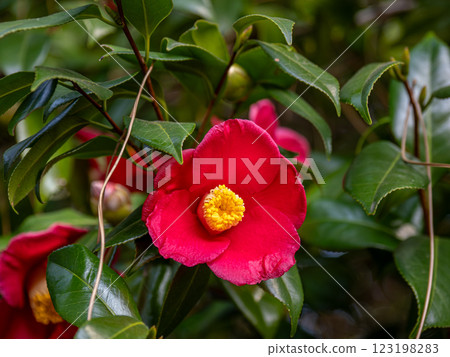 Camellia flowers blooming in late winter Camellia flowers blooming in late winter 123198283