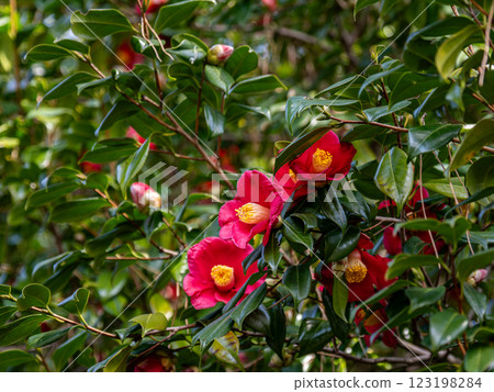 Camellia flowers blooming in late winter Camellia flowers blooming in late winter 123198284