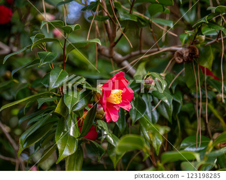 Camellia flowers blooming in late winter Camellia flowers blooming in late winter 123198285