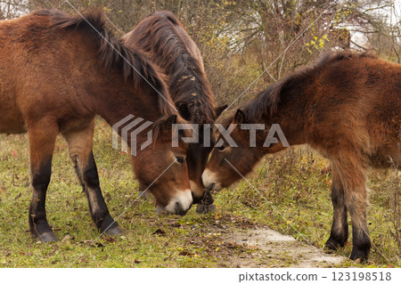 A group of Exmoor ponies grazing on the reserve 123198518