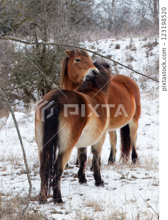 Exmoor ponies in nature reserve in Milovice. 123198520
