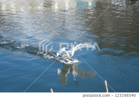 Swan running along the waterfront 123198540