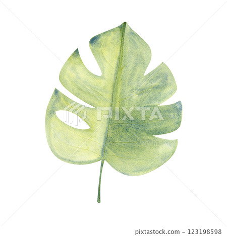 Monstera plant leaf watercolor illustration isolated on white background. High quality hand drawn design element perfect for cards, posters, packages, banners, stationary, label and logo decor 123198598