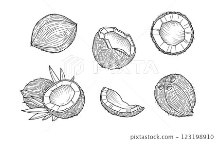 Coconut vintage sketch 123198910