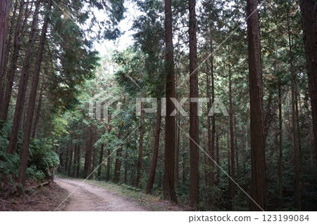 日本風景：山脈、秋葉、杉林、苔蘚 123199084