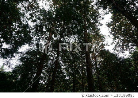 Japanese landscape: Mountains, autumn leaves, cedar forest, moss Japanese landscape: Mountains, autumn leaves, cedar forest, moss 123199085