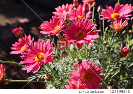 春天的花粉紅色瑪格麗特 春天的花粉紅色瑪格麗特 123199238