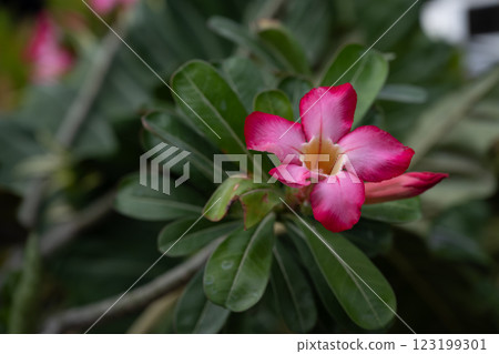 A close-up picture of a bright red flower. Desert Rose, adenium obesum, Japanese frangipani 123199301