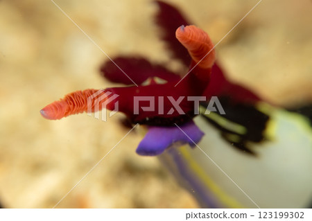 A Nembrotha chamberlaini viewed from an artistic angle. It is a very colorful sea slug or nudibranch A Nembrotha chamberlaini viewed from an artistic angle. It is a very colorful sea slug or nudibranch 123199302