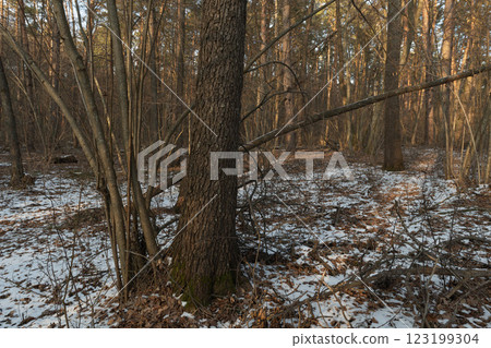 winter forest in the snow winter forest in the snow 123199304