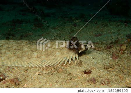 A Philippine Flounder, this flatfish an change color and texture to blend in with the ocean floor A Philippine Flounder, this flatfish an change color and texture to blend in with the ocean floor 123199305