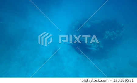 Giant oceanic manta ray swimming near coral reef in blue sea 123199551