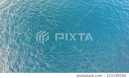 Dolphins swimming in the clear blue ocean water Dolphins swimming in the clear blue ocean water 123199594