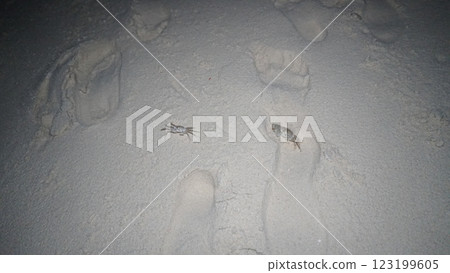 Two ghost crabs walking on white sand beach at night 123199605