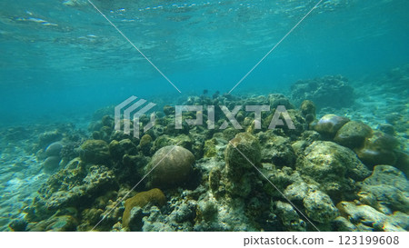 Underwater view of coral reef in turquoise tropical sea 123199608