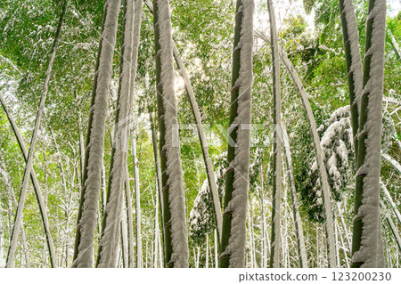 神秘的竹林 123200230