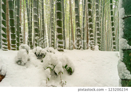白雪覆蓋的竹林 123200234