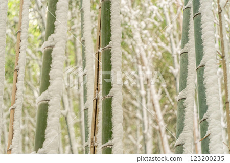 竹林雪 竹林雪 123200235