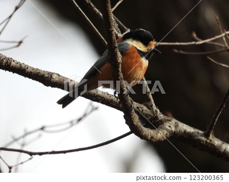 在野鳥林中拍攝的各種山雀 123200365