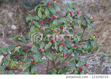 The red buds of Daphne daphne blooming in a park in winter The red buds of Daphne daphne blooming in a park in winter 123200724