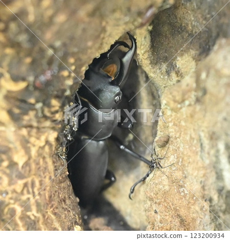 Stag beetle in a tree 123200934