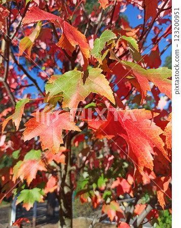 Vibrant red and green maple leaves Vibrant red and green maple leaves 123200951