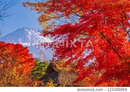 [山梨縣] 西湖野鳥森林公園 - 秋葉與富士山 123200969