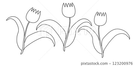 Tulip Flowers Outline Drawing for Coloring Tulip Flowers Outline Drawing for Coloring 123200976