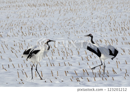 A red-crowned crane I encountered at a feeding station in a snowstorm A red-crowned crane I encountered at a feeding station in a snowstorm 123201212