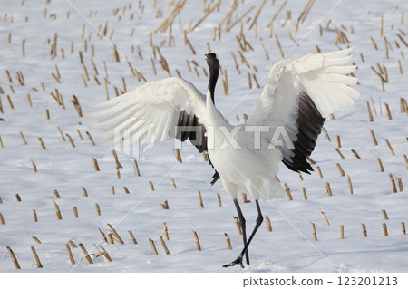飛鳥 飛鳥 123201213
