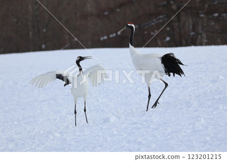 Two red-crowned cranes dancing 123201215